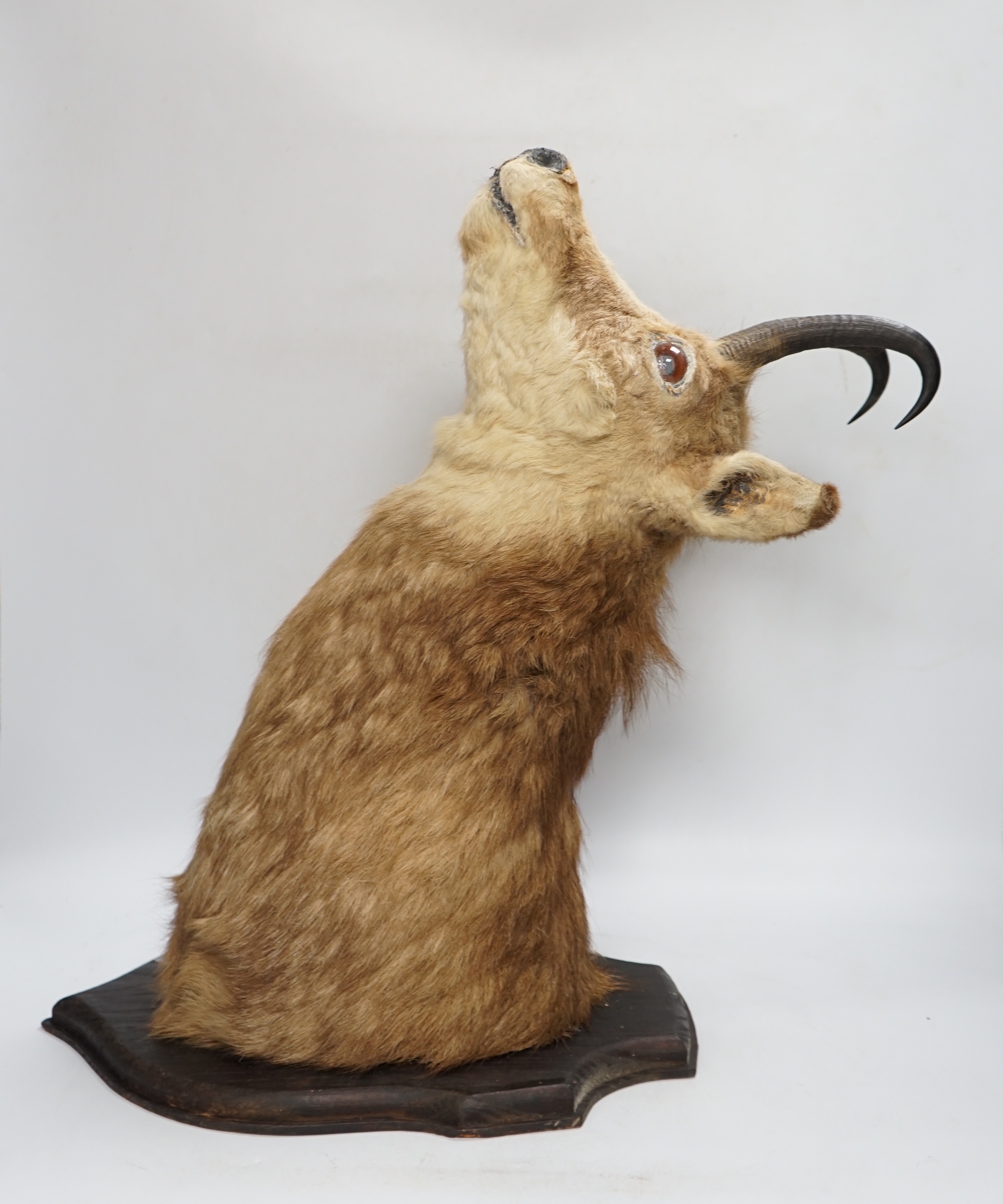 A mounted taxidermy Chamois head, 50cm deep